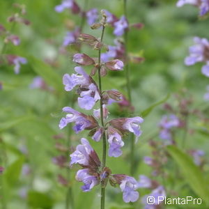 Salvia officinalis