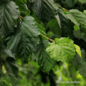 Corylus colurna