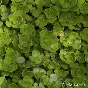 Sedum ternatum