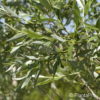 Salix purpurea