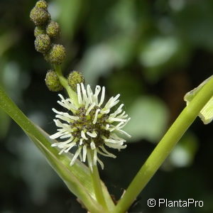 Sparganium erectum