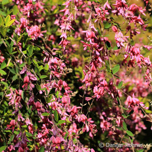 Lespedeza thunbergii