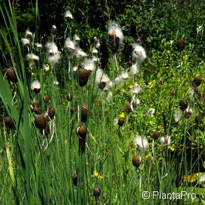 Typha minima