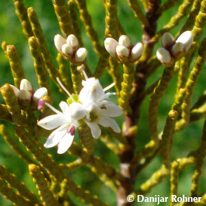 Hebe ochracea'James Stirling'