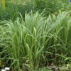 Spartina pectinata'Aureomarginata'