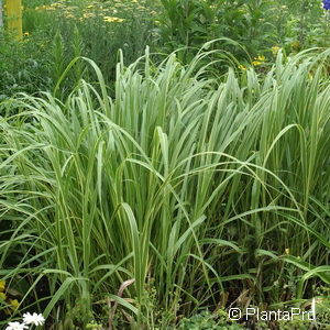 Spartina pectinata'Aureomarginata'