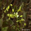 Epimedium pinnatum
