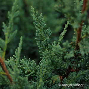 Juniperus chinensis'Blaauw'