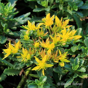 Sedum floriferum'Weihenstephaner Gold'