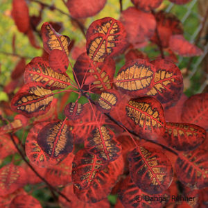 Cotinus coggygria'Royal Purple'