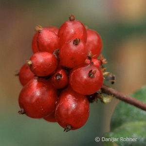 Lonicera periclymenum'Serotina'