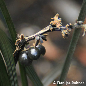 Ophiopogon planiscapus'Black Dragon'