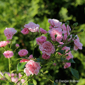 Bodendeckerrose'The Fairy'