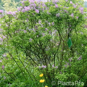 Syringa patula'Miss Kim'