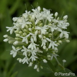 Centranthus ruber'Albus'