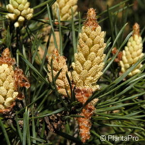 Pinus sylvestris