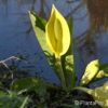 Lysichiton americanus