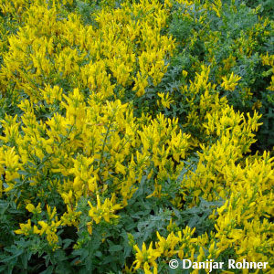 Genista tinctoria'Royal Gold'