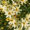 Coreopsis verticillata'Moonbeam'