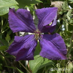 Clematis viticella'Polish Spirit' violett