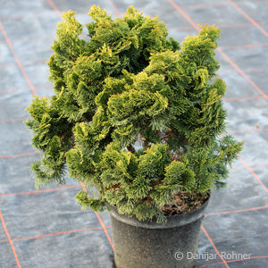 Chamaecyparis obtusa'Nana Gracilis'