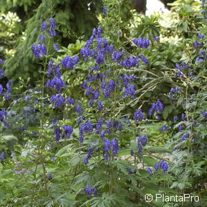 Aconitum napellus