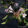 Kolkwitzia amabilis'Pink Cloud'