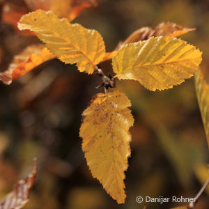 Carpinus betulus