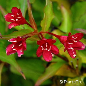 Weigela'Red Prince'