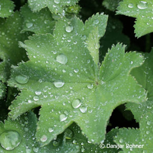 Alchemilla mollis