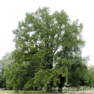Quercus robur