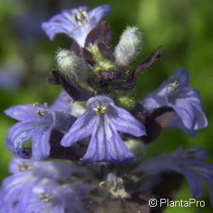 Ajuga reptans'Chocolate Chips'