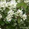 Amelanchier pumila