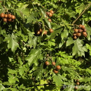 Sorbus torminalis