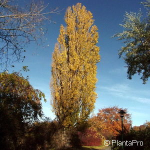 Populus nigra'Italica'