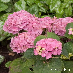 Hydrangea macrophyllaBall rosa