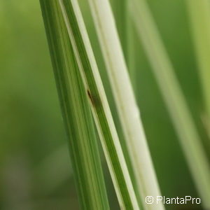 Scirpus lacustris'Albescens'