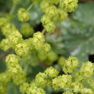 Alchemilla erythropoda