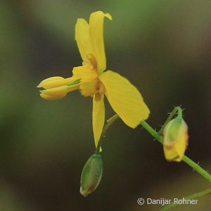 Epimedium perralchicum (x)'Frohnleiten'