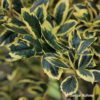 Ilex aquifolium'Golden van Tol'