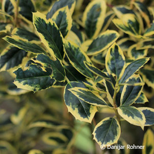 Ilex aquifolium'Golden van Tol'