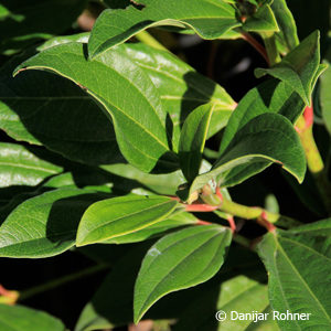 Viburnum davidii