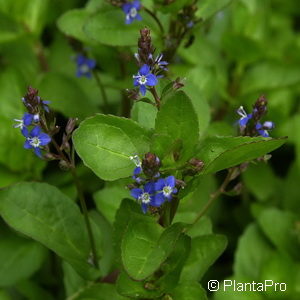 Veronica beccabunga