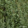 Juniperus communis'Sentinel'