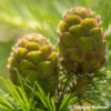 Larix decidua