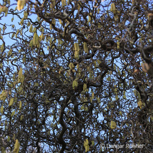 Corylus avellana'Contorta'