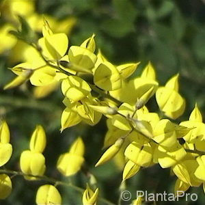 Cytisus nigricans