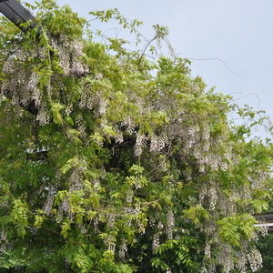 Wisteria floribunda'Honbeni' Rosea