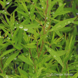 Spiraea thunbergii