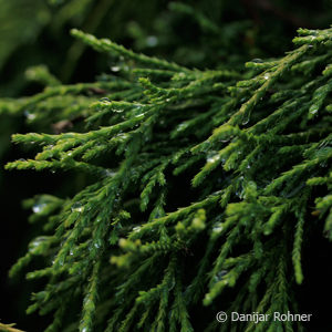 Chamaecyparis pisifera'Sungold'